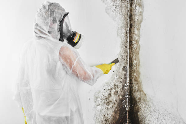 Trusted Bogalusa, LA Mold Inspection, Removal & Remediation Experts